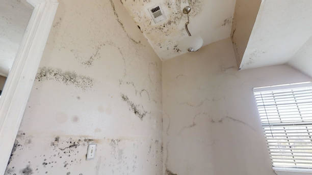 Mold Removal for HVAC Installations in Good Hope, AL