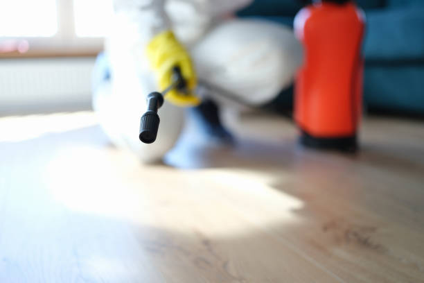 Best Black Mold Removal  in Good Hope, AL