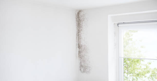 Professional Mold Removal in Good Hope, AL