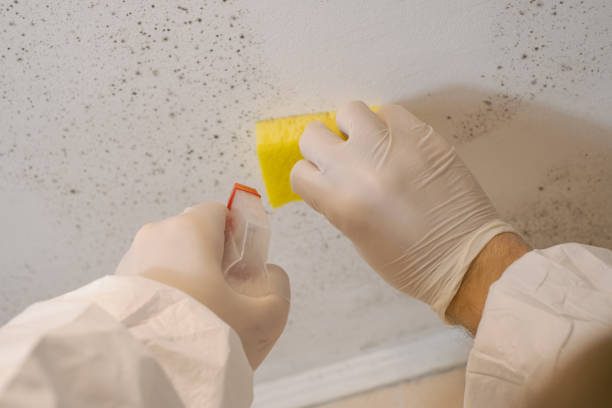 Best Mold Damage Restoration  in Good Hope, AL