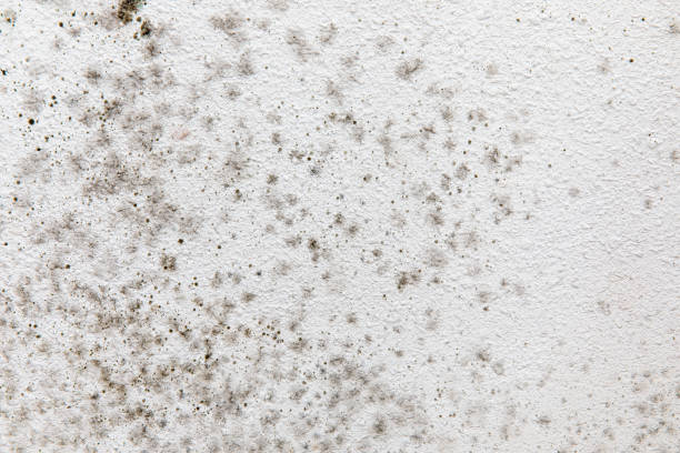 Best Industrial Mold Remediation  in Good Hope, AL